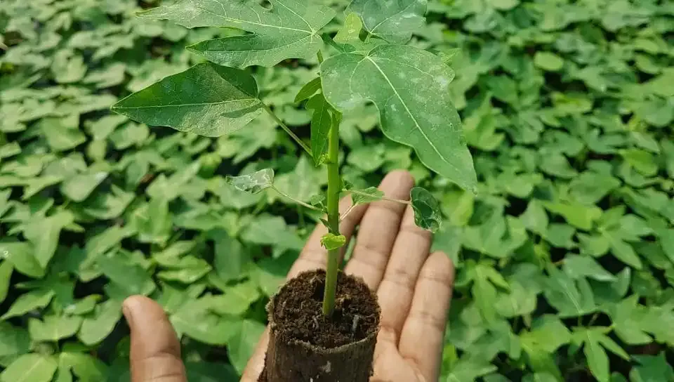 Bioyuga Biotech Nursery