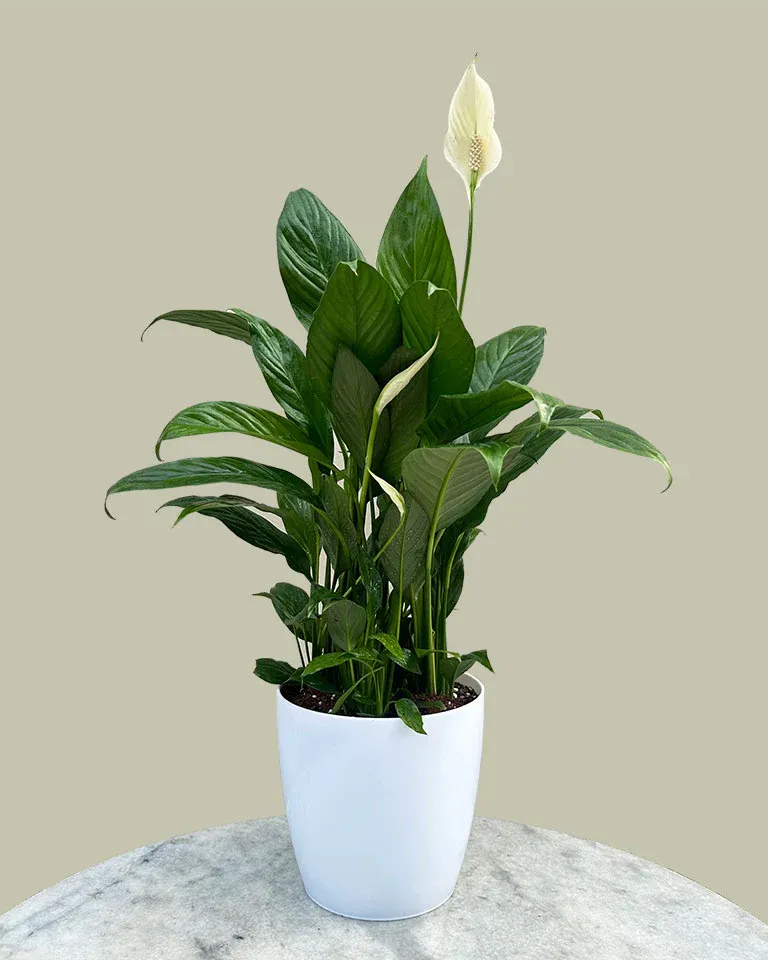 Peace Lily