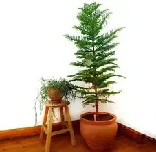 Christmas Tree (Araucaria)