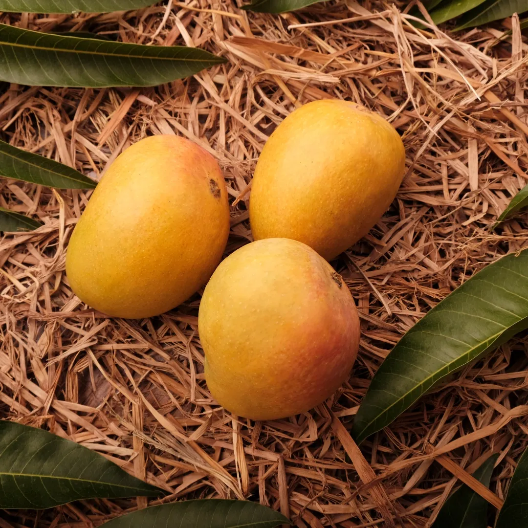 Alphonso Mango (Hapus) Grafted