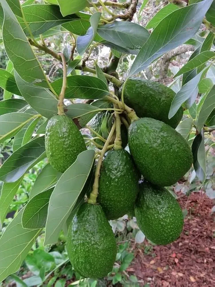 Hass Avocado Grafted Plant