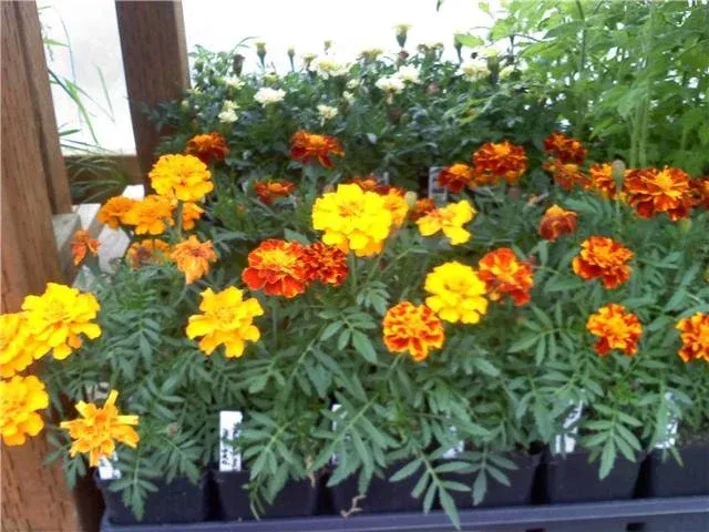 Marigold French