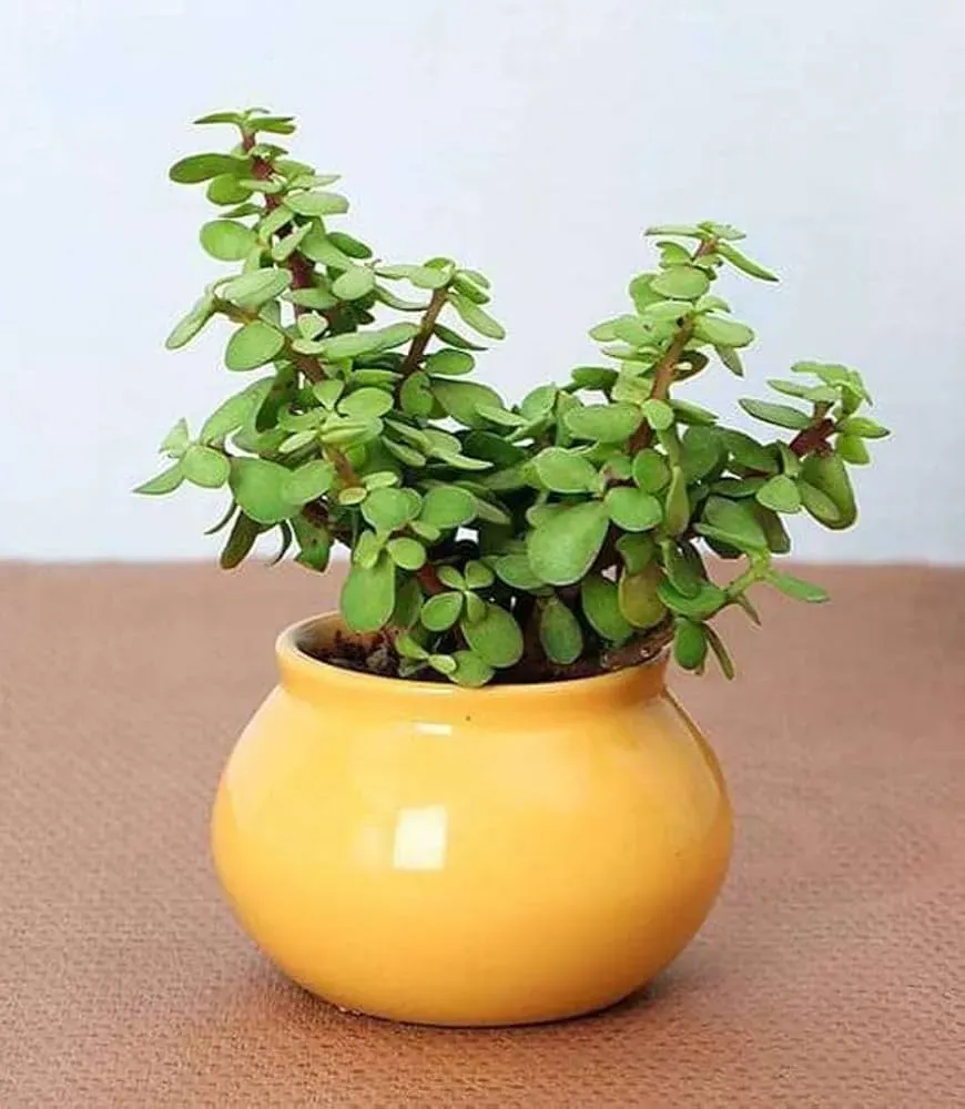 Jade Plant