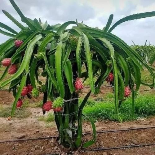 Dragon Fruit (Red/White Flesh)